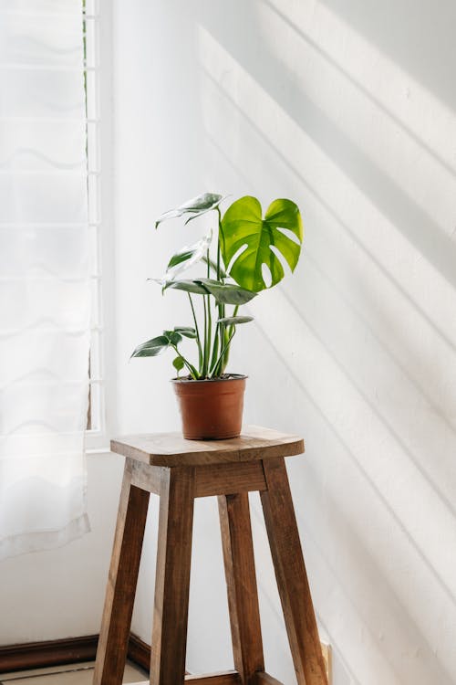 Plant in Flowerpot on Wooden Chair