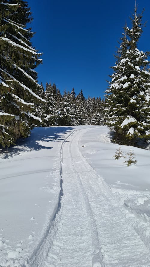 Tracks on Snow Road in Conifer Forest