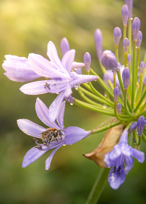 Raindrops and Bee on Purple Flowers
