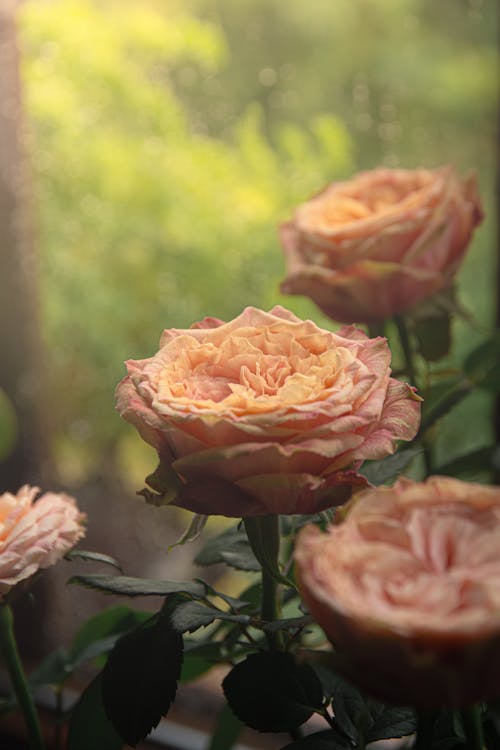 Foto d'estoc gratuïta de enfocament selectiu, flors, fons de pantalla per al mòbil