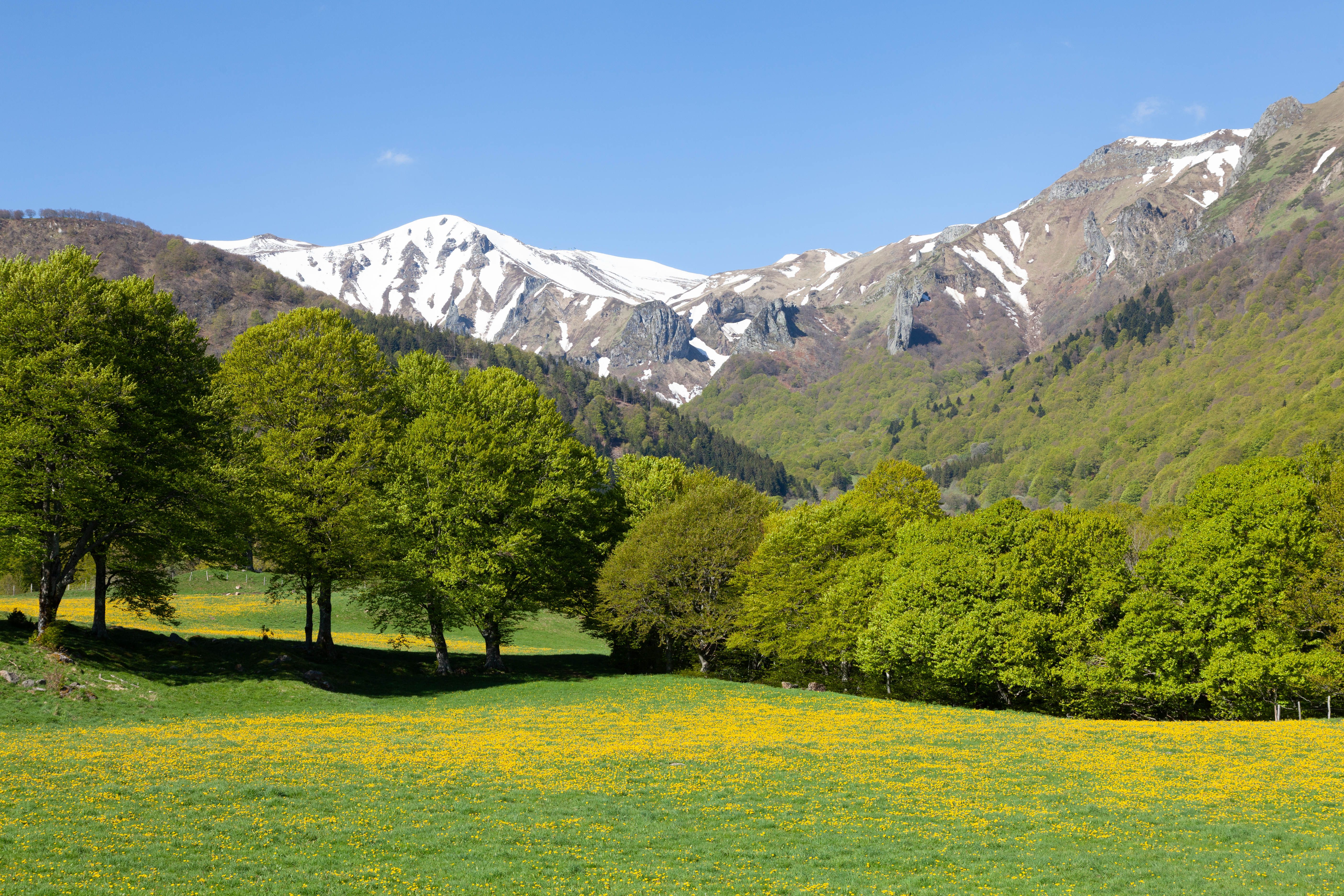 Meadow and Trees with Mountains behind · Free Stock Photo