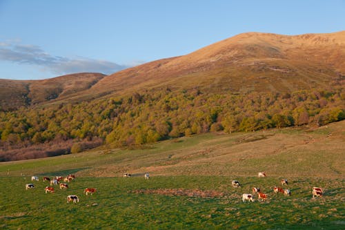 Cows Grazing in Meadow by Mountain