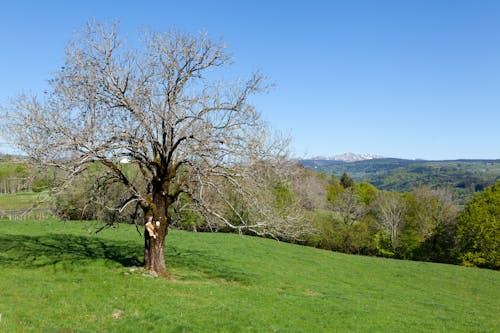 Immagine gratuita di albero, campagna, foresta