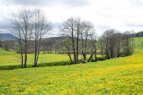 Imagine de stoc gratuită din arbori, flori, la țară