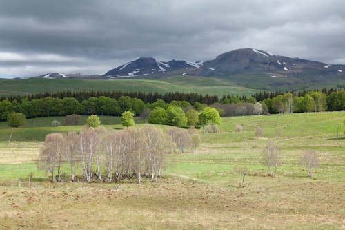 Idyllic Landscape with Meadow, Forest and Mountains