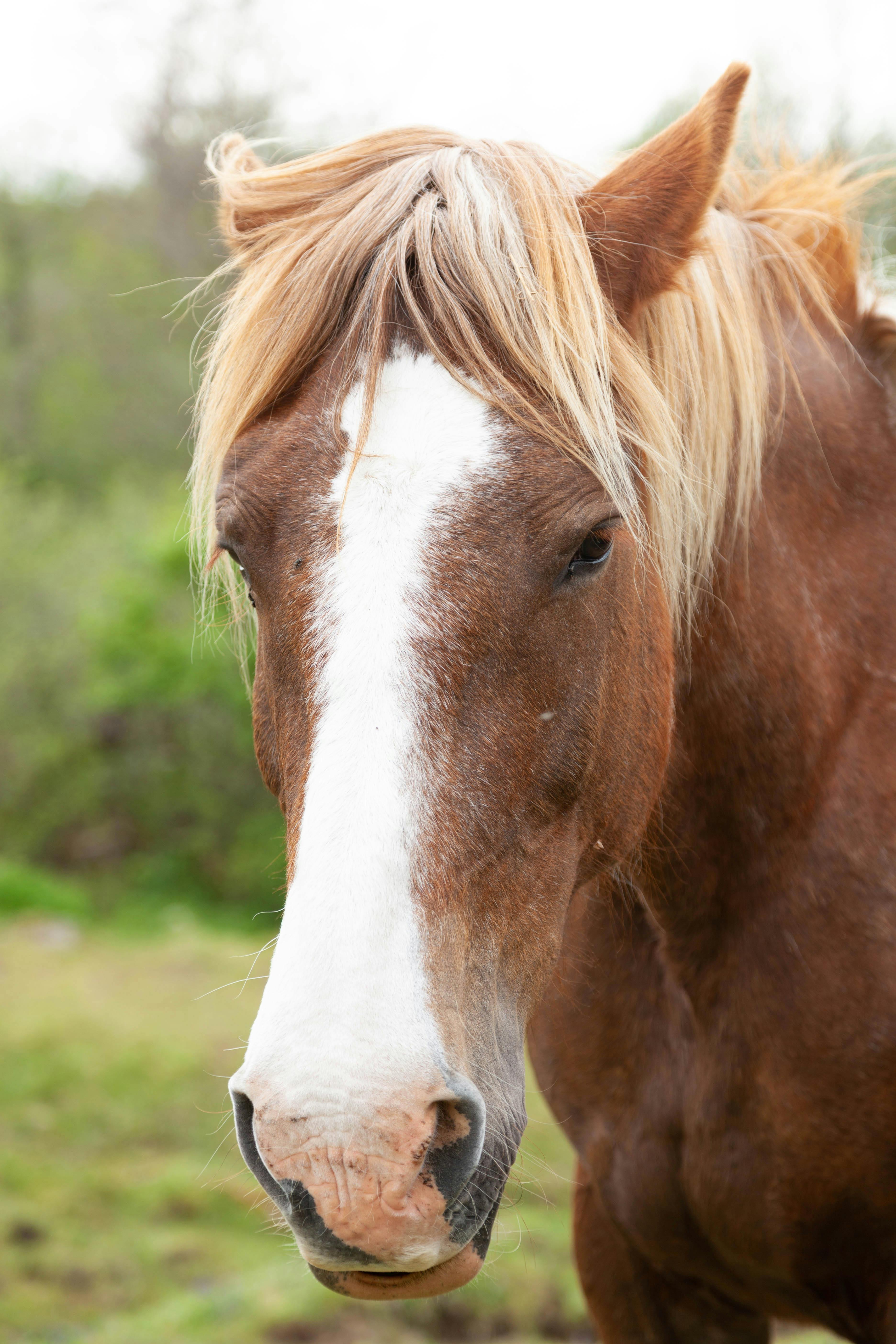 The Length of a Horse's Tongue Exploring its Anatomy, Benefits, and