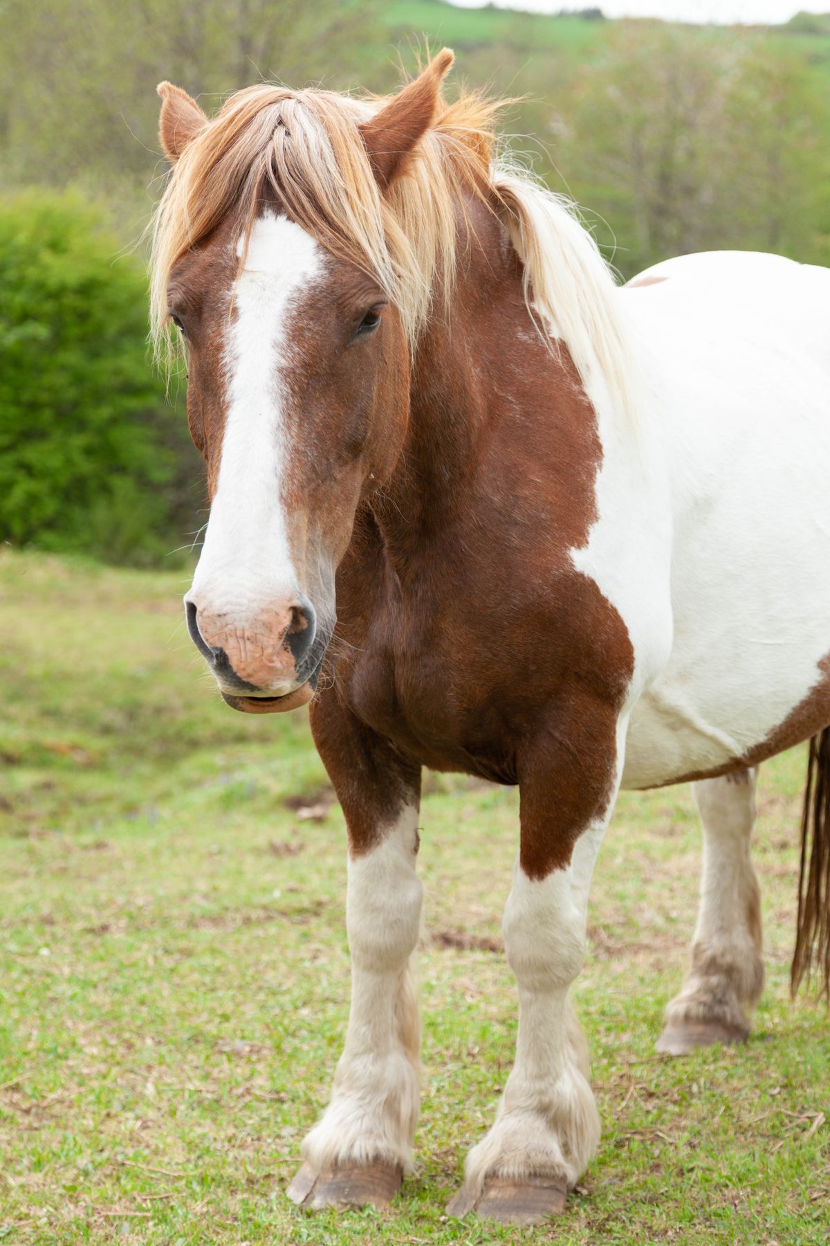 Pony Age Photos, Download The BEST Free Pony Age Stock Photos & HD Images
