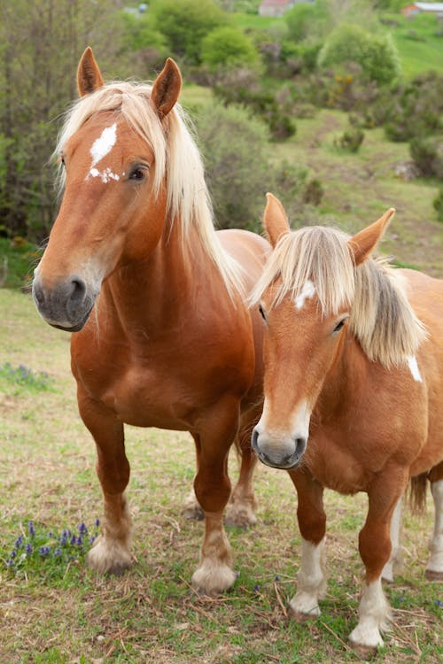 Gratis stockfoto met beesten, bruine paarden, dierenfotografie