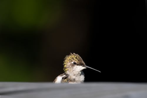 Imagine de stoc gratuită din cap, colibri, faună sălbatică