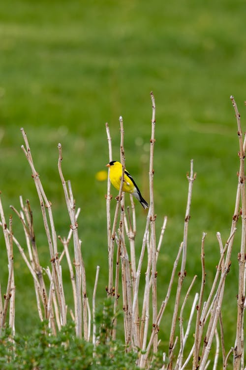 Gratis stockfoto met dierenfotografie, gele vogel, hout