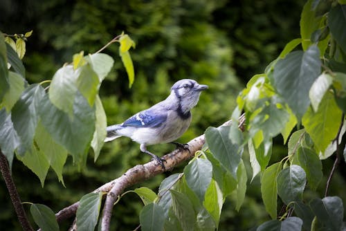 Gratis stockfoto met achtergrond, bladeren, blauwe gaai