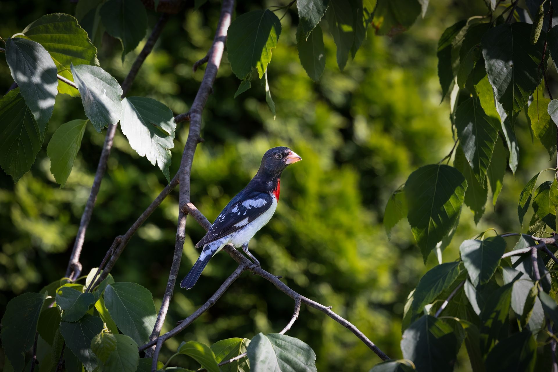 Rose Breasted Grosbeak