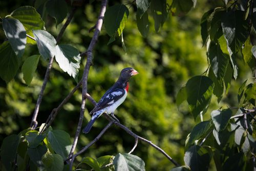 Free A rose-breasted grosbeak perches on a branch surrounded by vibrant green leaves in Southborough, MA. Stock Photo