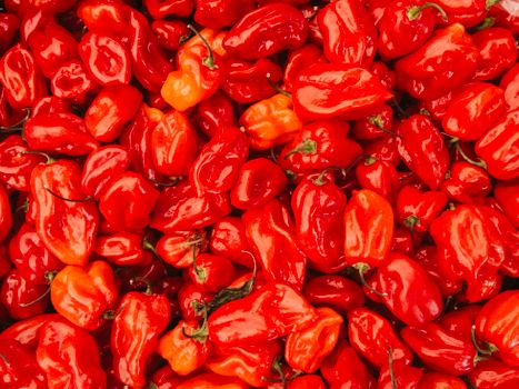 Red Bell Pepper — Pimiento