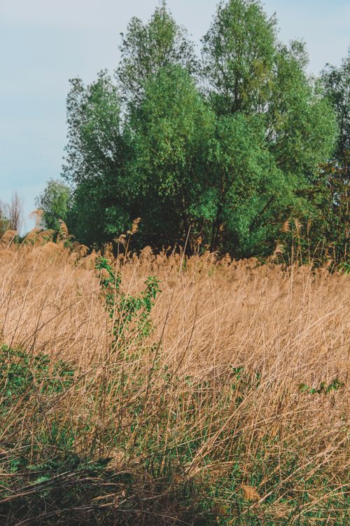 Free A peaceful meadow landscape showcasing dry grass and lush green trees under a clear sky. Stock Photo