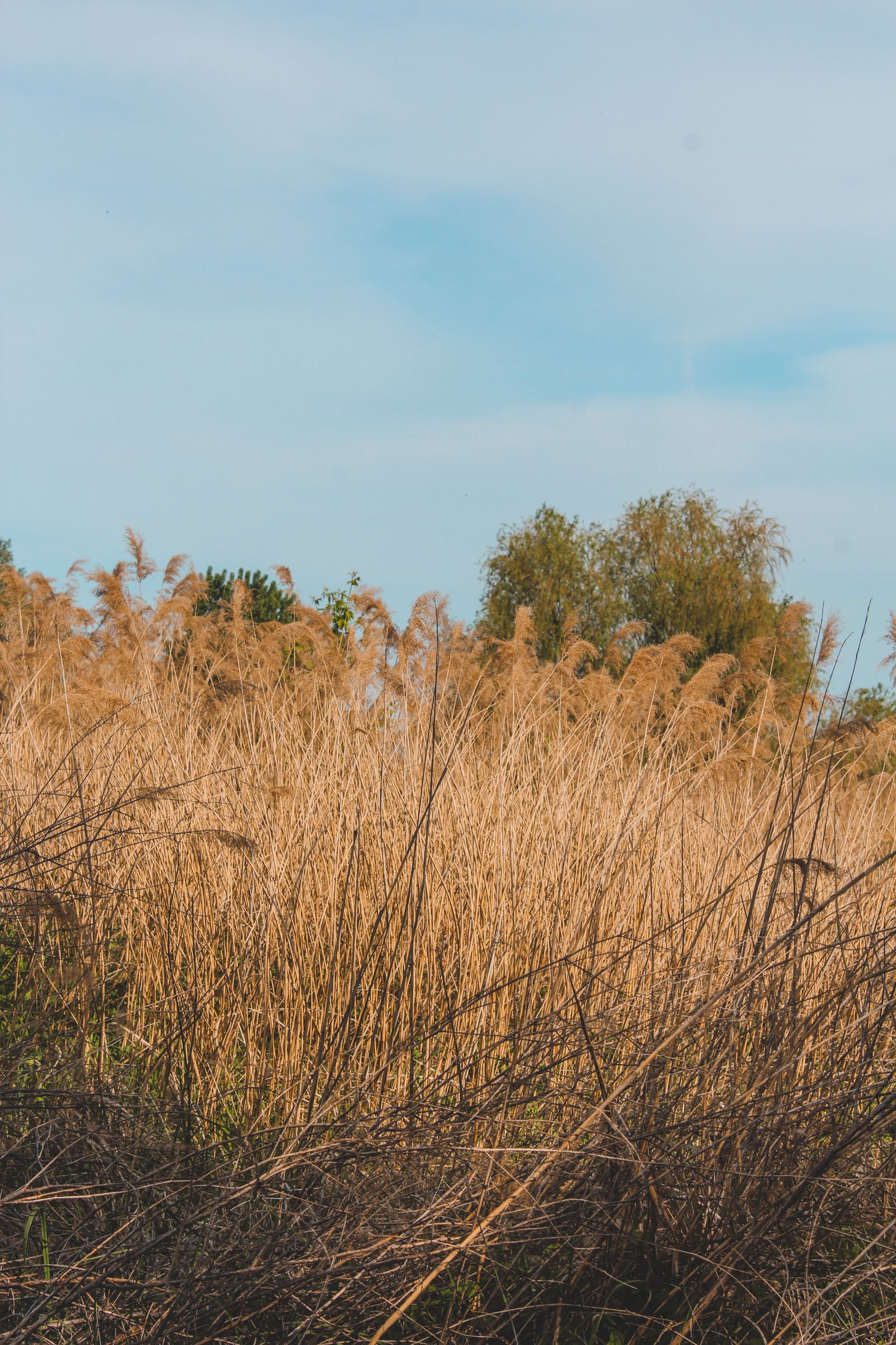 Tall uncut grass — before mowing