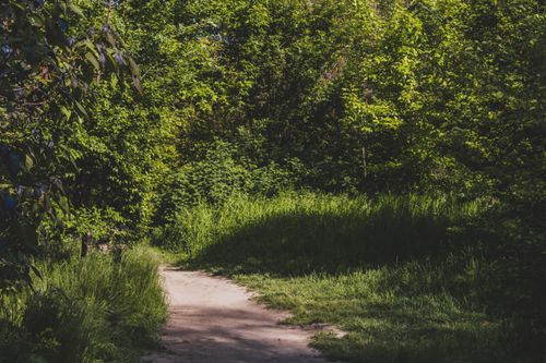Free Discover tranquility on a sunlit forest path surrounded by lush green leaves and towering trees. Stock Photo