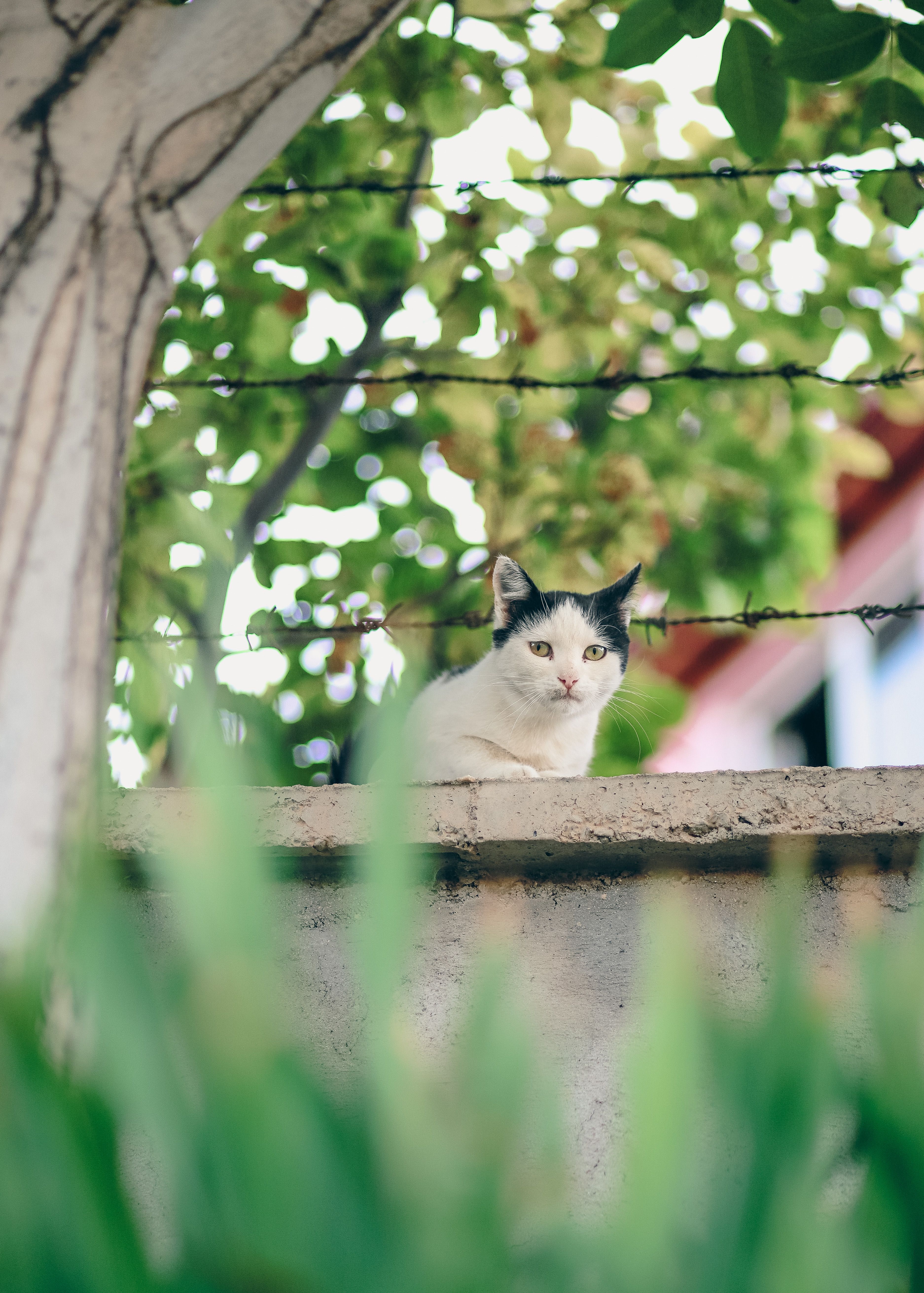 A Black and White Cat Sitting on a Concrete Wall Outside · Free Stock Photo