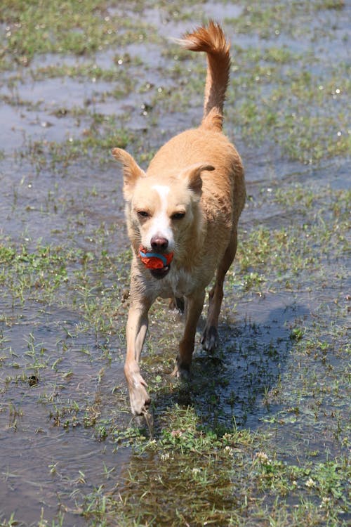 Dog Playing in Water