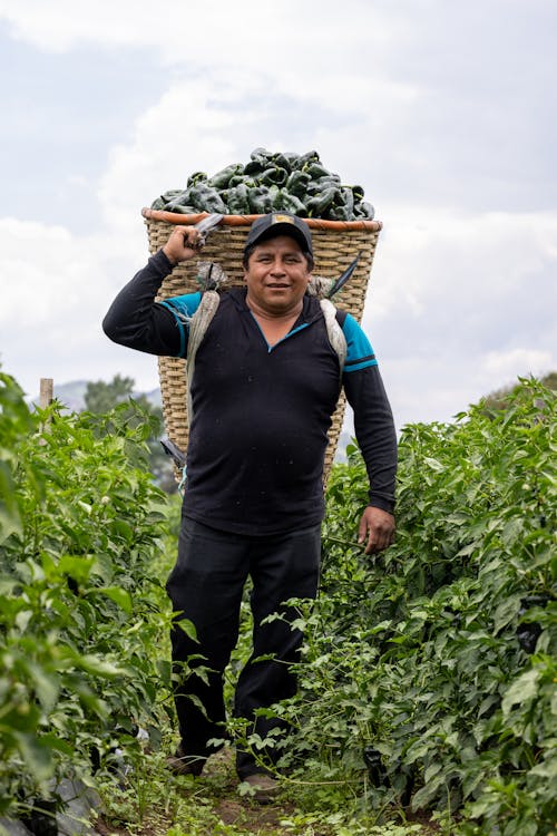 Foto stok gratis agrikultura, bidang, keranjang