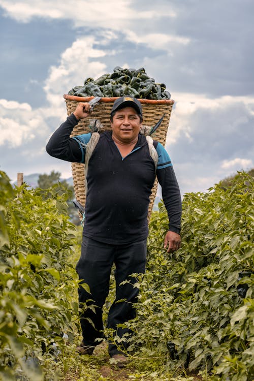 Δωρεάν στοκ φωτογραφιών με αγρότης, άνδρας, γεωργία