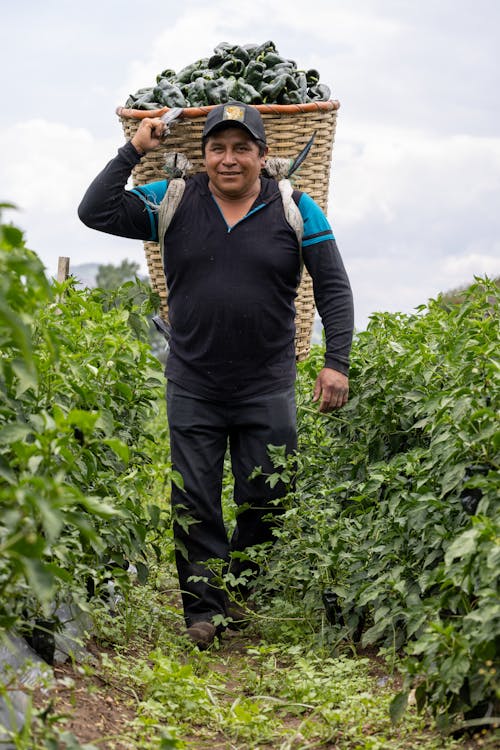 Farmer Carrying Peppers on Field