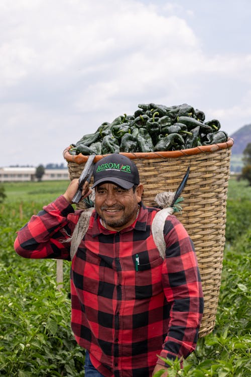 Man Carrying Basket with Green Peppers
