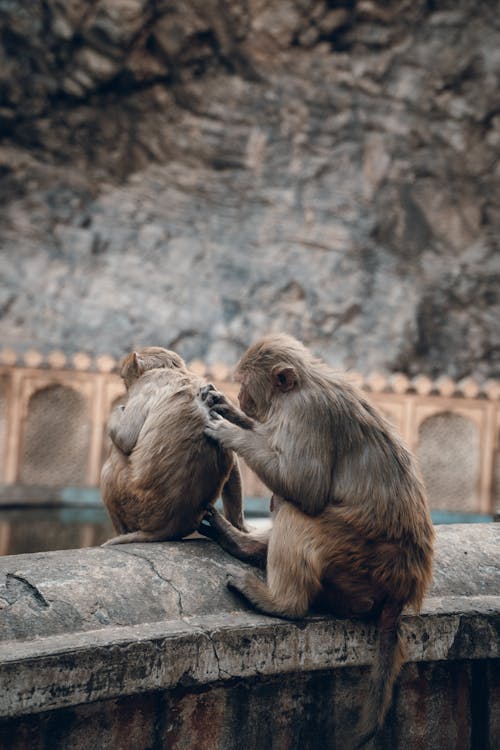 dikey atış, hayvan fotoğrafçılığı, maymunlar içeren Ücretsiz stok fotoğraf