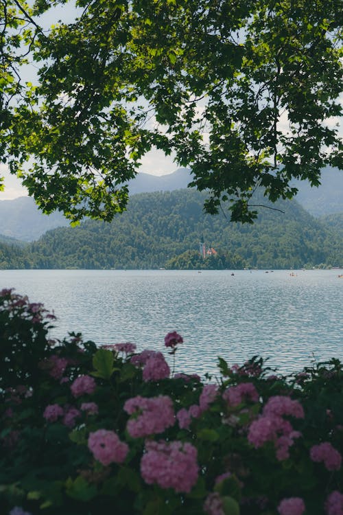 Imagine de stoc gratuită din codru, flori, fotografiere verticală