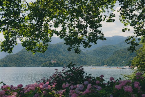 Immagine gratuita di alberi, alpi giulie, arbusti