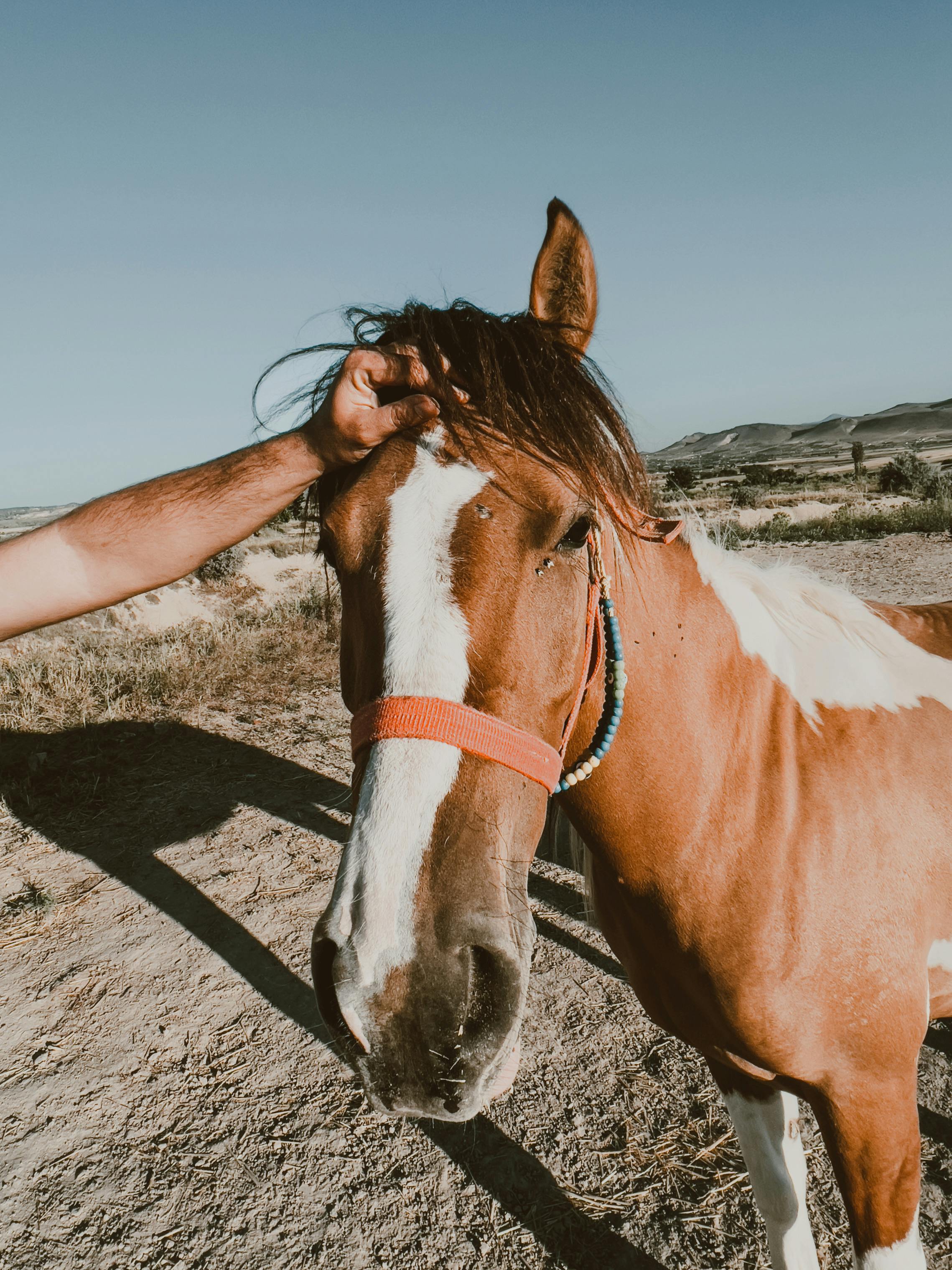 Analog Camera Called Zenit in Hand against Herd of Horses on