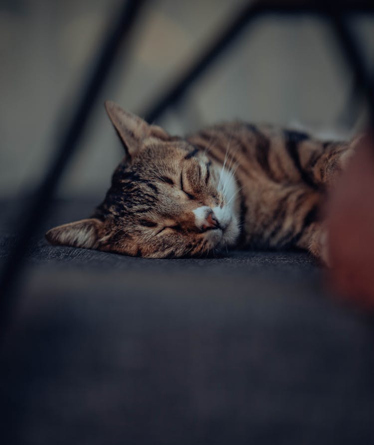 Head Of Sleeping Cat