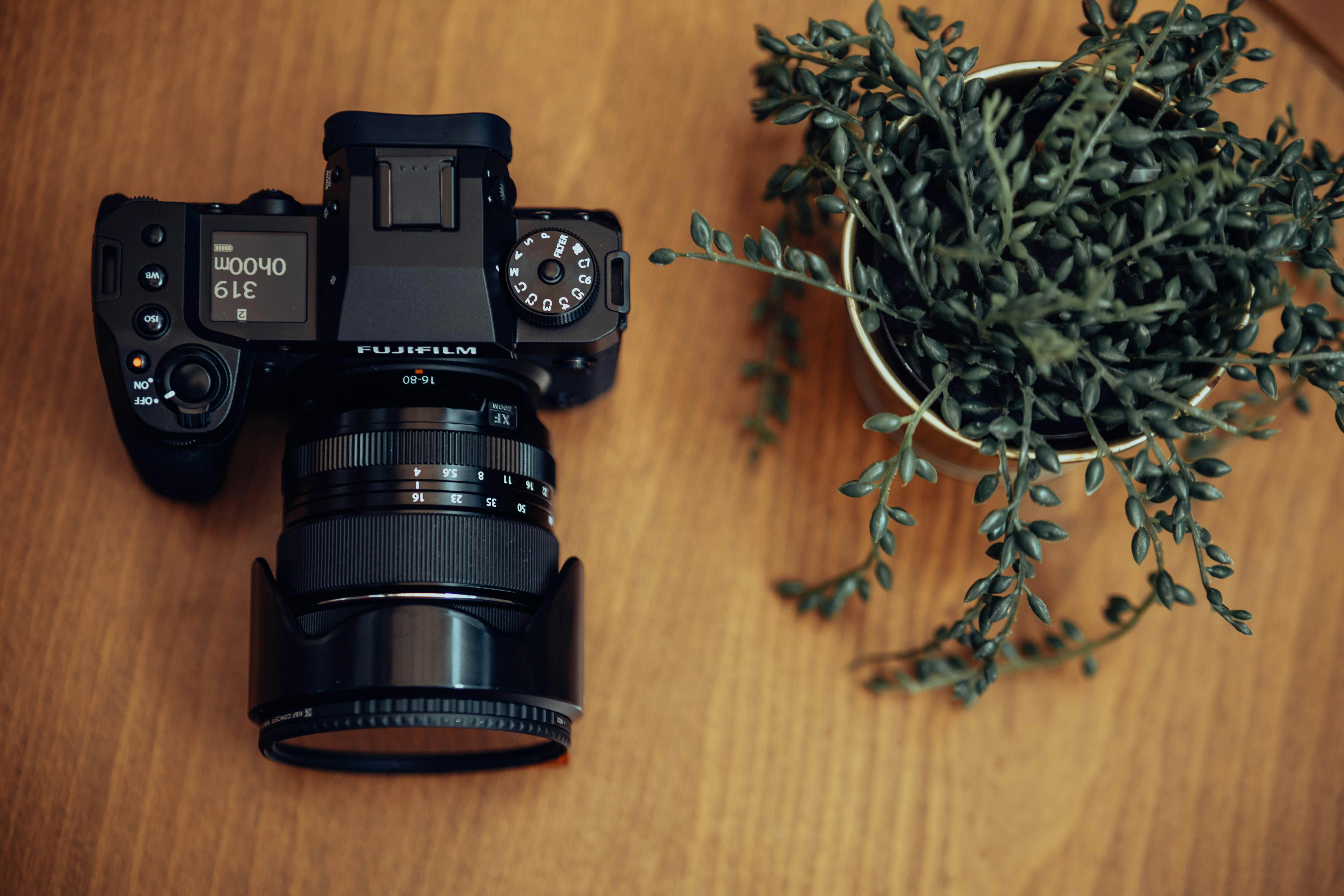 camera and plant in flowerpot