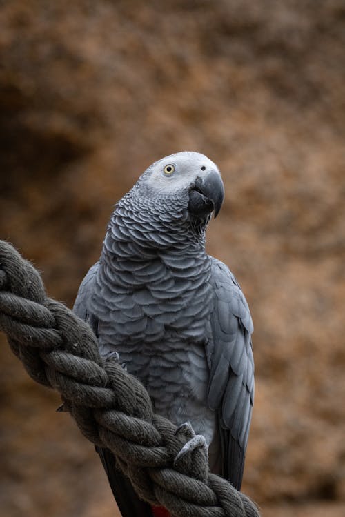 Gray Parrot Sits on Rope