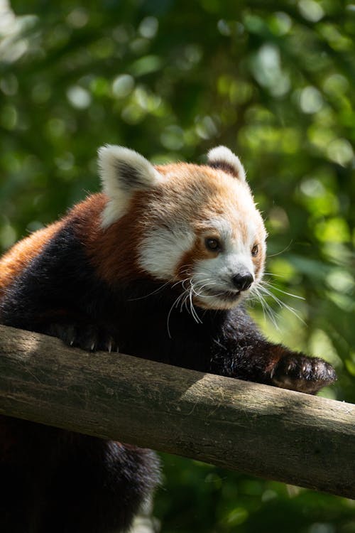 Niedliches Tier Panda am klettern