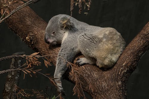 Fotos de stock gratuitas de acostado, árbol, coala