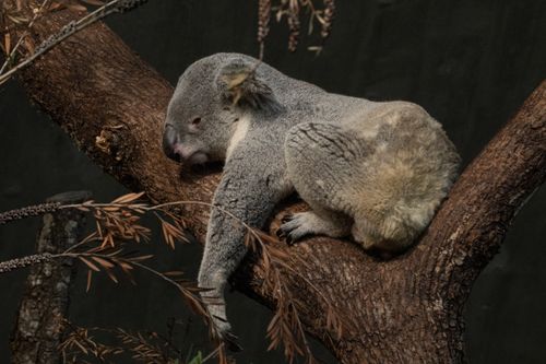 Free Peaceful koala resting on a tree branch, captured in Zürich. Perfect wildlife scene. Stock Photo
