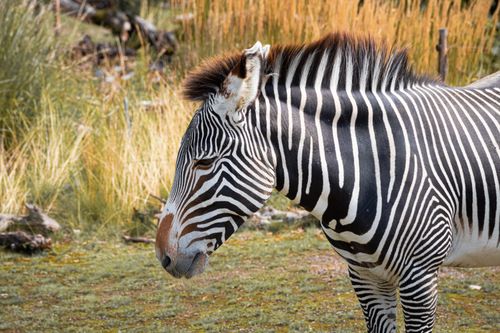 Free A detailed photograph of a zebra in Zurich Wildlife Park, capturing its distinctive striped pattern. Stock Photo