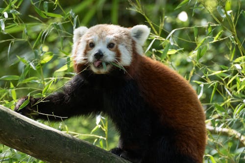 Roter Panda niedlich am essen, red panda climbing