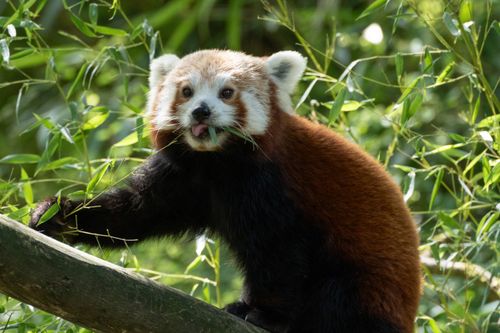 Free A charming red panda munching on bamboo amidst lush greenery at the Zürich Zoo. Stock Photo