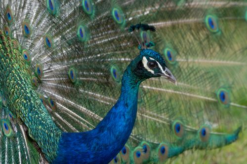 Free Close-up of a vibrant peacock displaying its colorful feathers in Zürich, Switzerland. Stock Photo