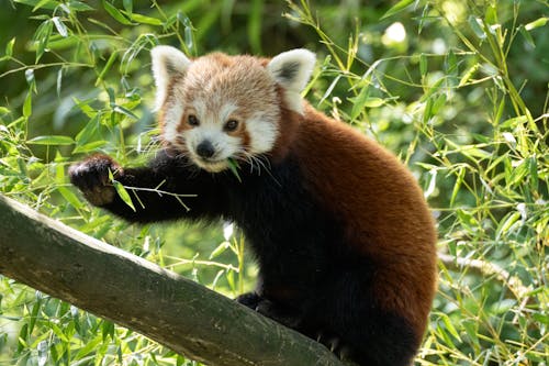 Red Panda eating leaves, cute animals 