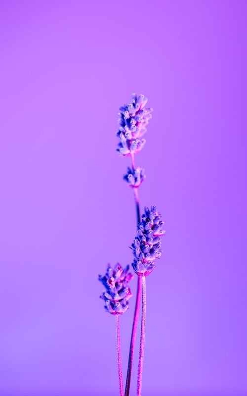 Free Close-up of lavender flowers in vivid purple hues on a colorful gradient backdrop. Stock Photo