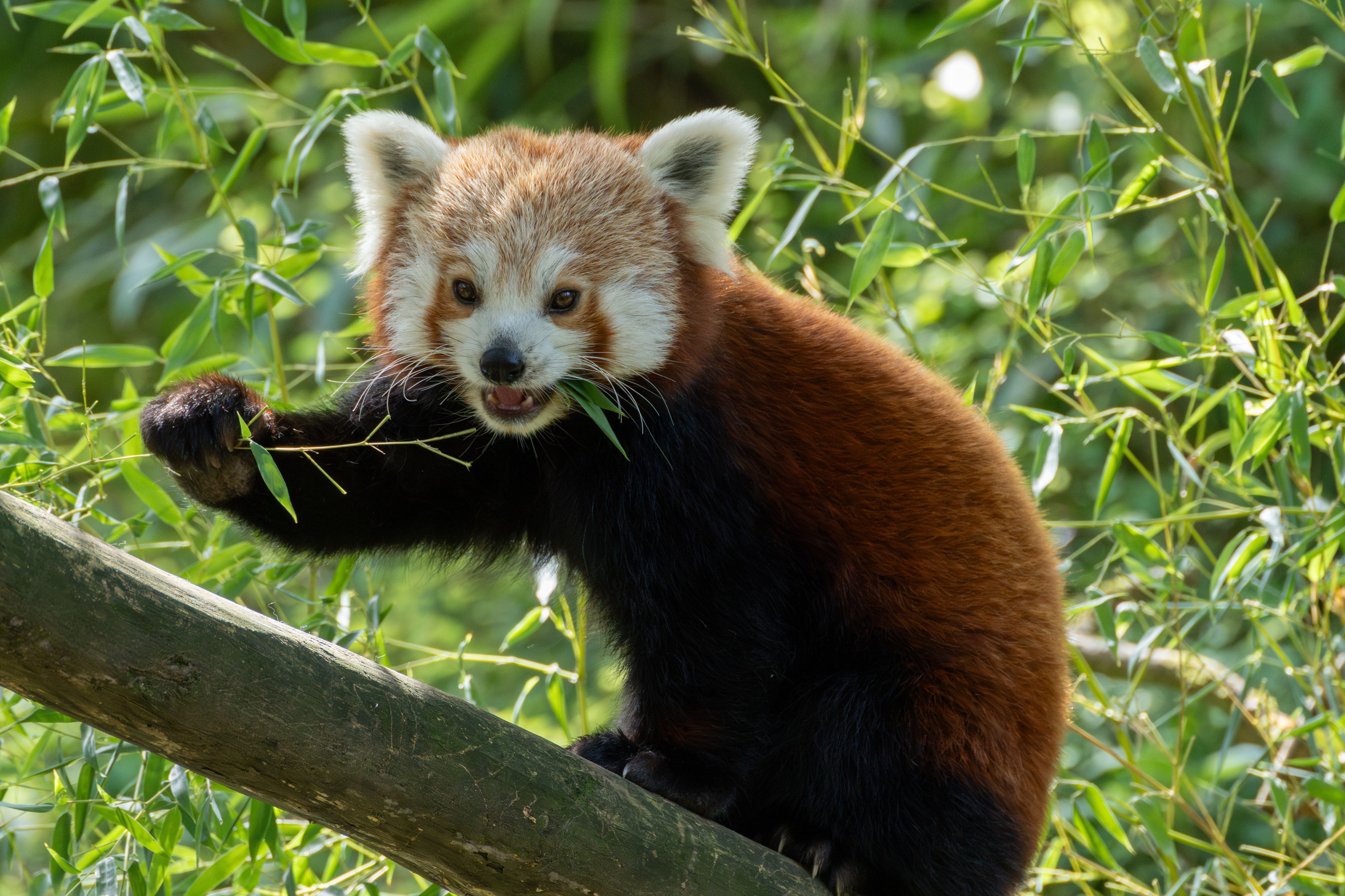 Red Panda Animal Encounters