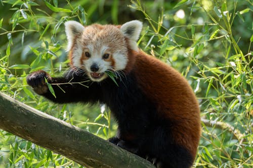 Red Panda Feeding on Branch