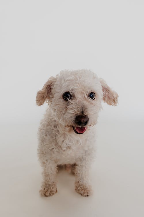 Labradoodle Sitting in Studio on White Background