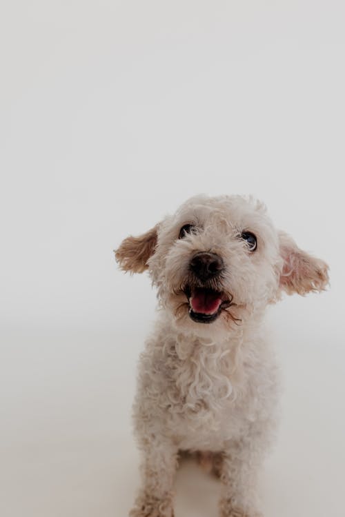 Labradoole in Studio