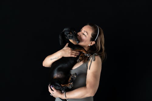 Gratis arkivbilde med dachshund, dyrefotografering, holde