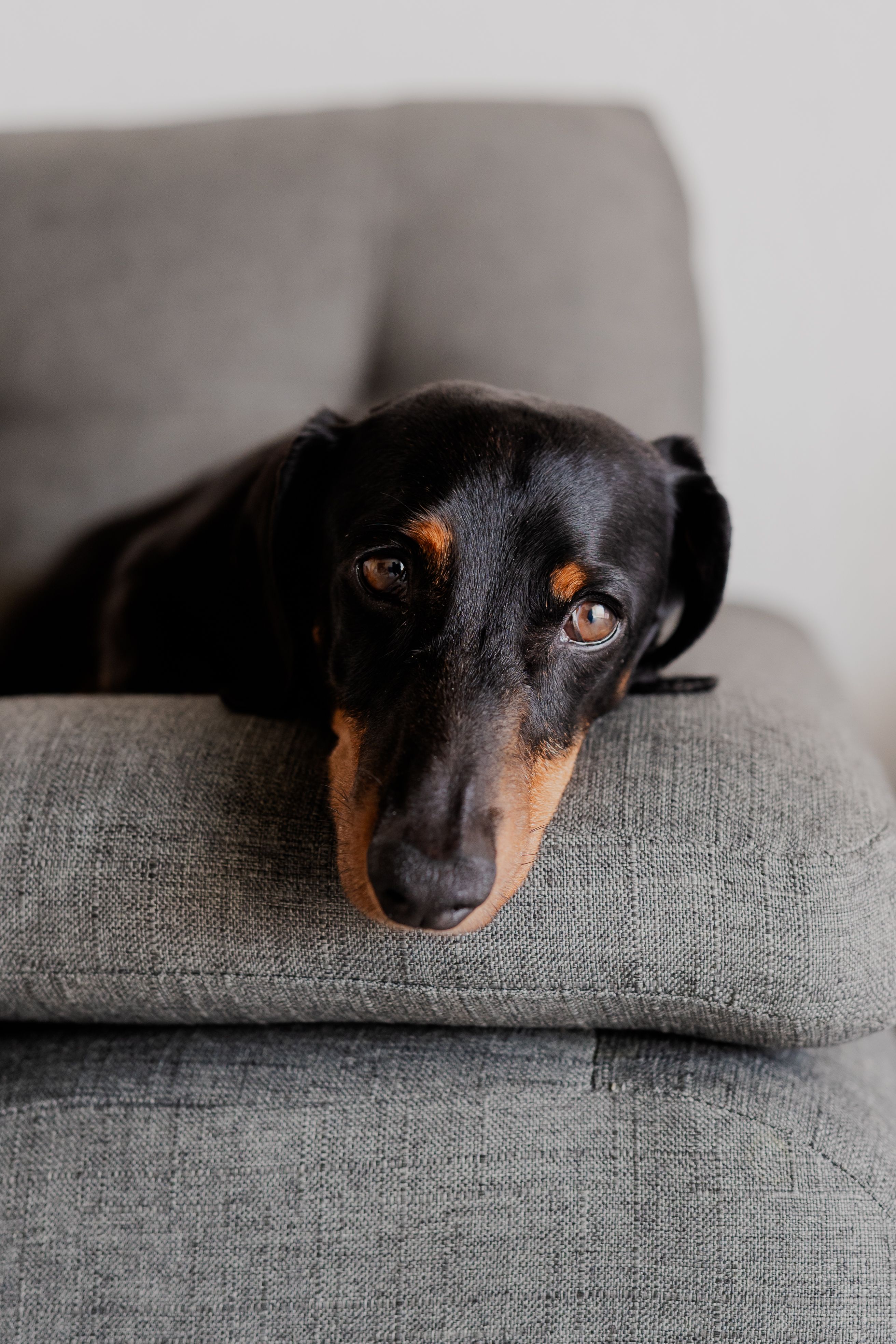 Dog Wars Photos, Download The BEST Free Dog Wars Stock Photos & HD Images