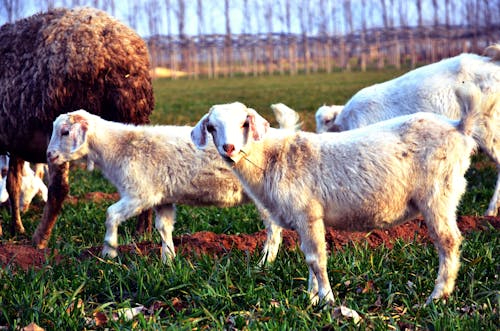 Foto d'estoc gratuïta de animal, ovella, xai